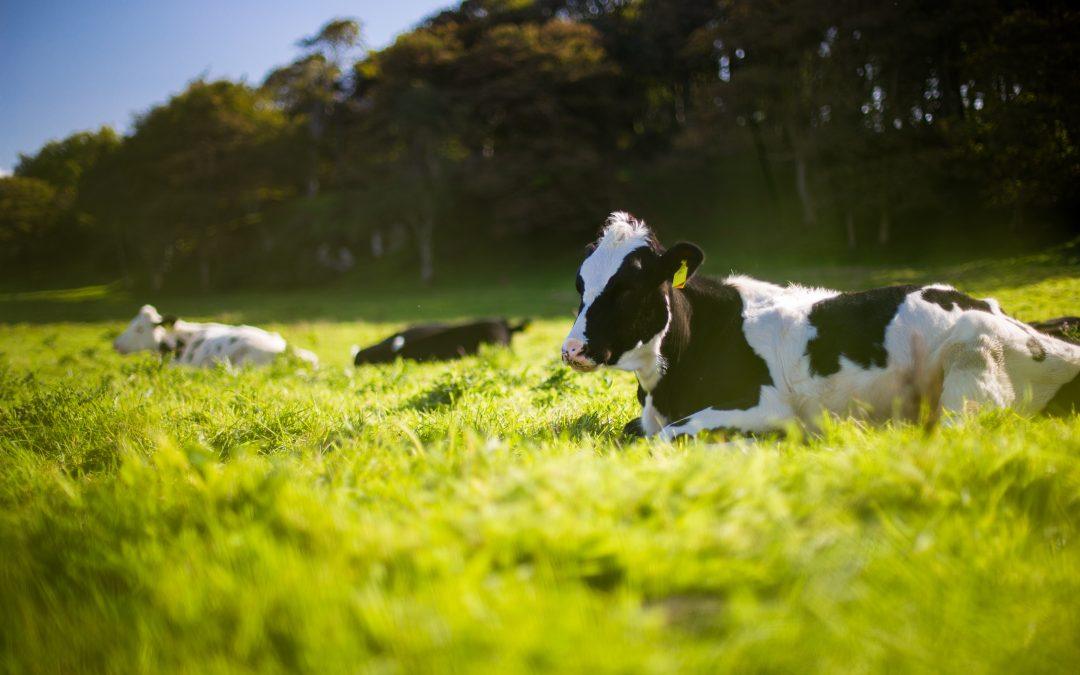 What Are the Long Term Effects of the Dairy Crisis?