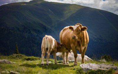 Money-Saving Strategies for Dairy Farms