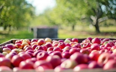 US Apple Farmers Struggle with Nationwide Water Shortage