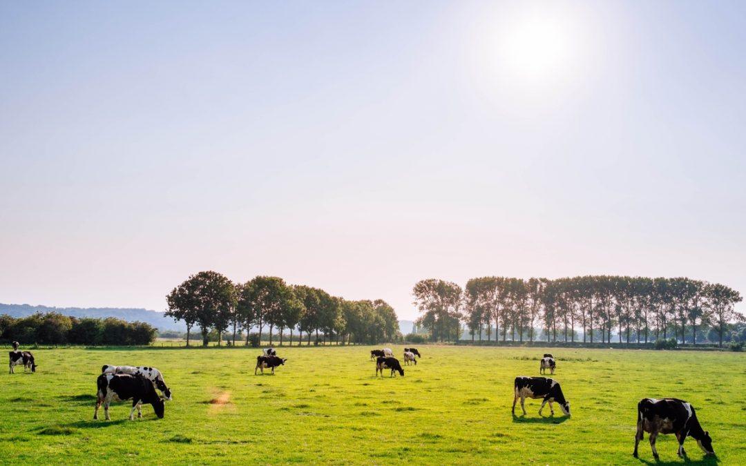 Could a Supply Management Program Solve the Dairy Crisis in the U.S.?