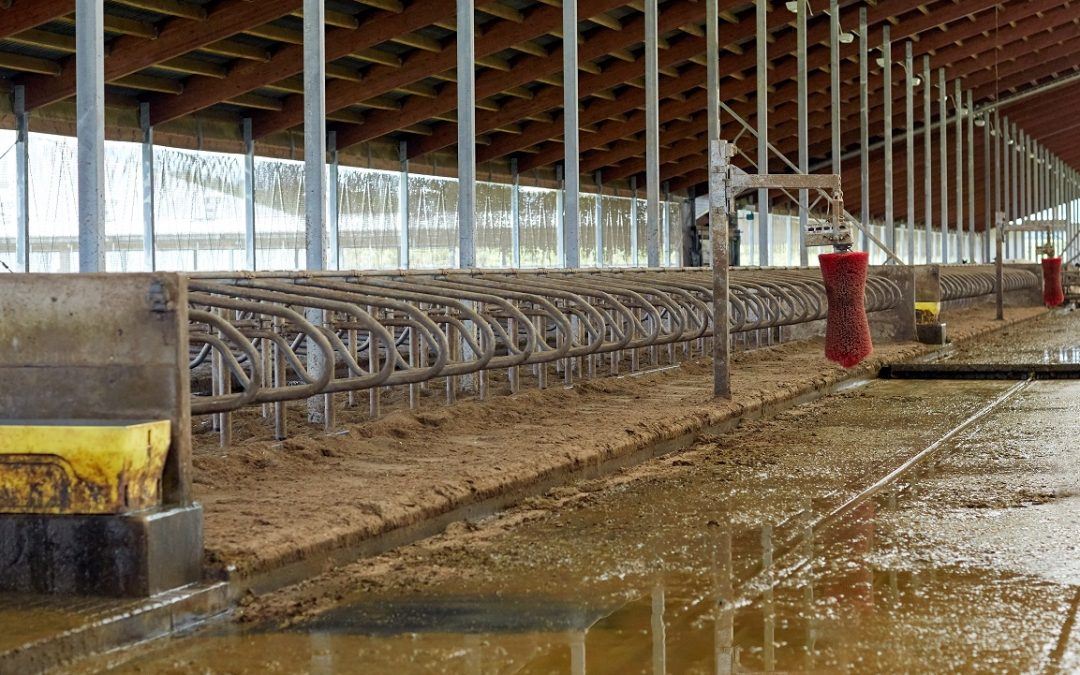 Pennsylvania Dairy Farmers Losing $550 Million Each Year