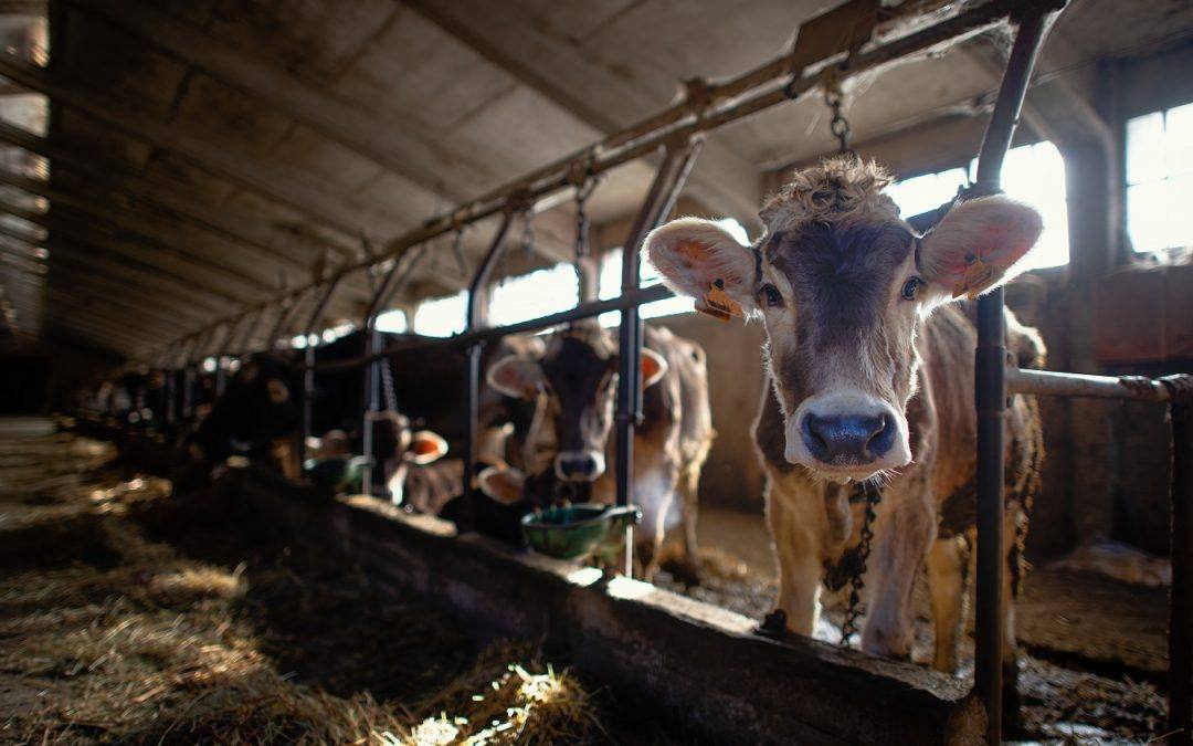 How Trade Wars Have Impacted Dairy Farms in California