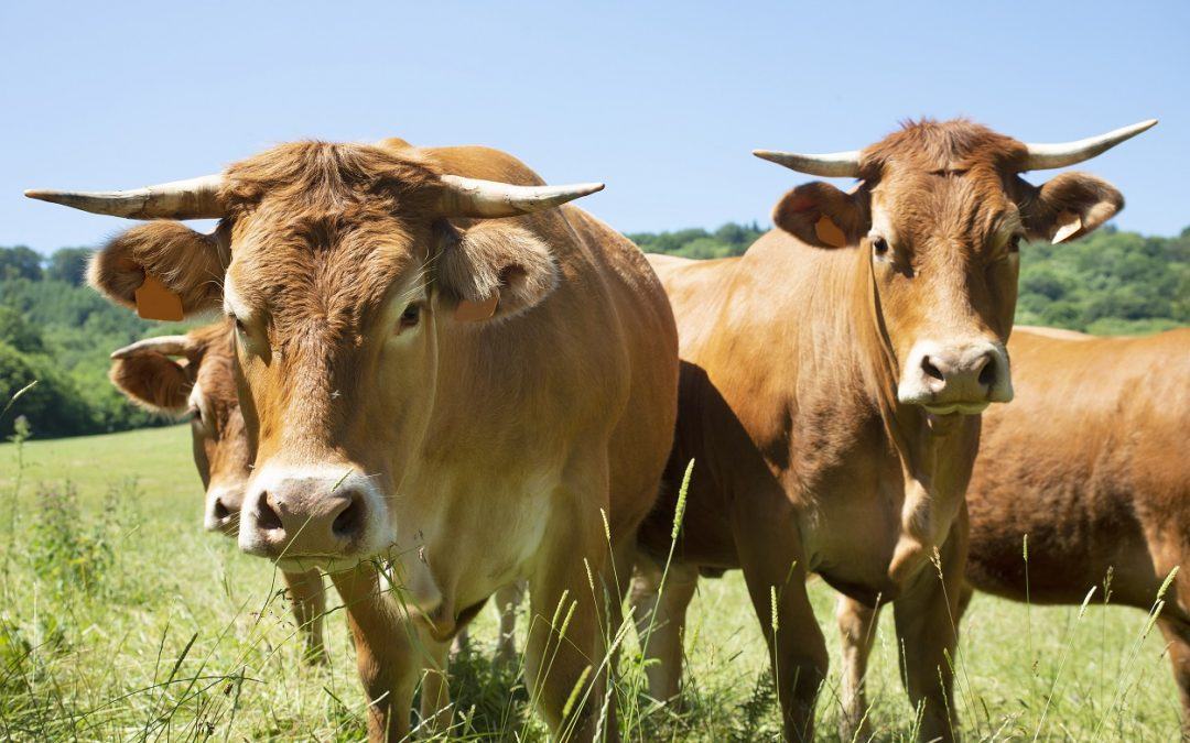How the Coronavirus Is Impacting the Cattle Industry