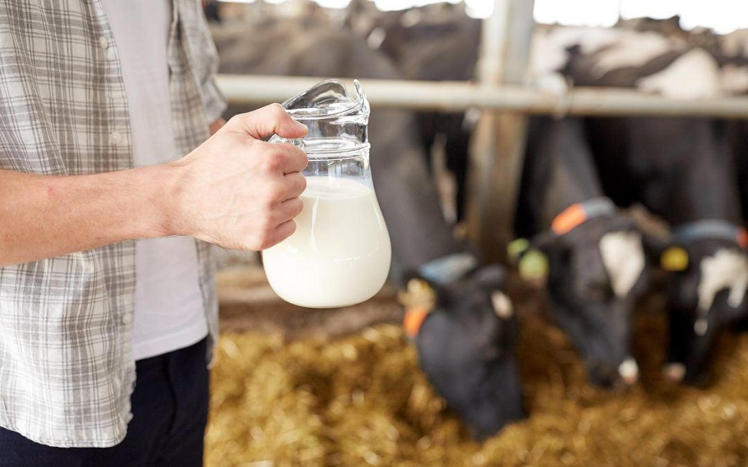 Why Are Dairy Farmers Dumping Milk?