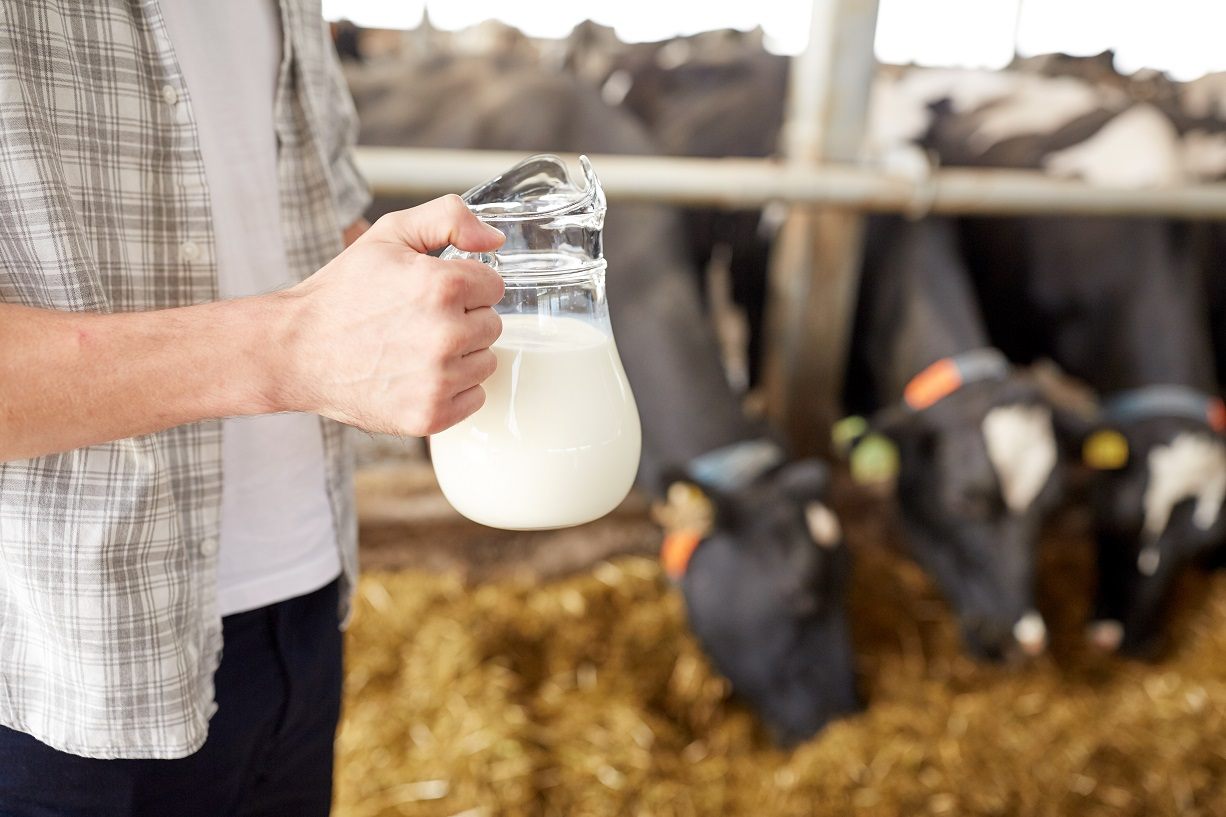 Why Are Dairy Farmers Dumping Milk? - MSFAgriculture