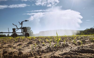 How Water Scarcity Impacts Farm Productivity