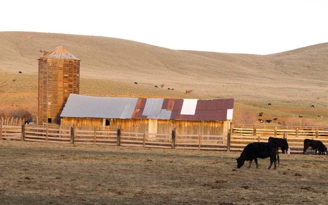 How to Apply for a Cattle Ranch Loan