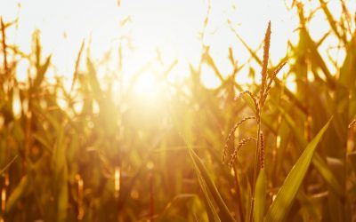 How Midwest Farms Are Being Impacted by Heat & Drought
