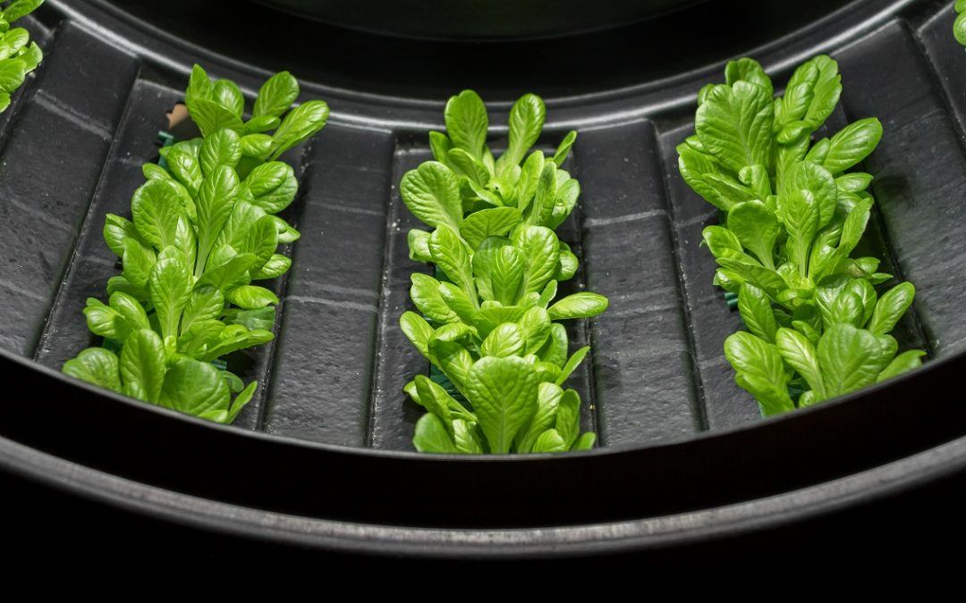 How Much Water Does Vertical Farming Use?
