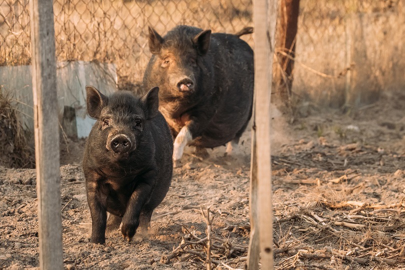 How to Start a Pig Farming Business