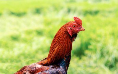 Poultry Farming 101: Can I Take Out a Loan?
