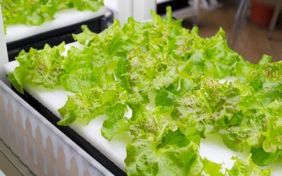 How to Apply for an Aquaponics Grant