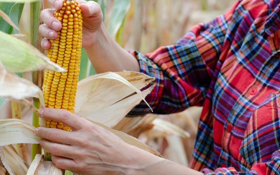 How Will the Next Generation Fuels Act Impact Corn Growers?